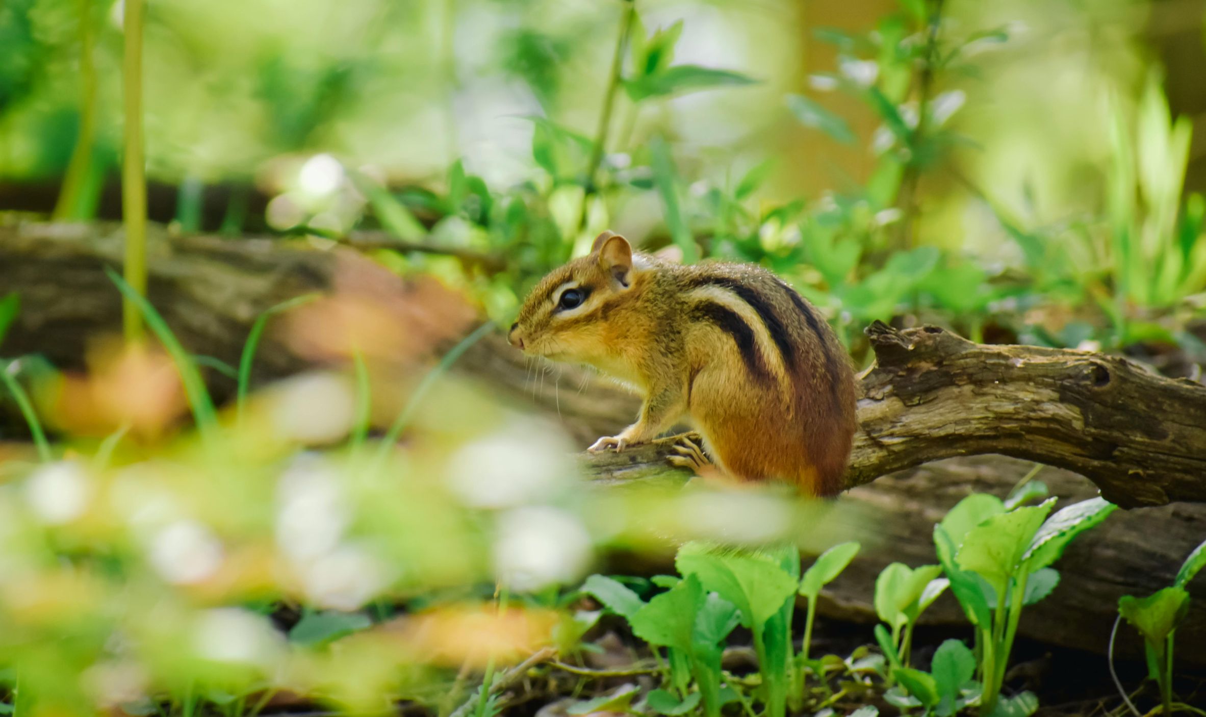 Wildlife